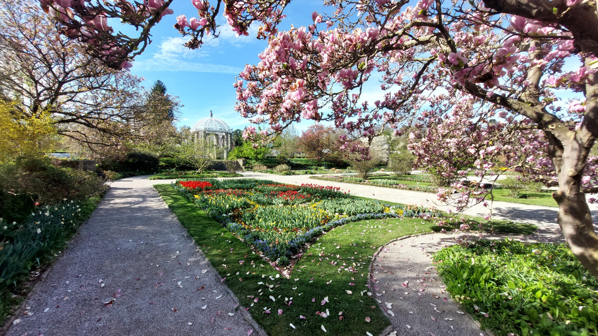 A gravel path through a botanical garden in spring, framed by blooming pink magnolia trees, with tulip beds and a domed pavilion in the background.