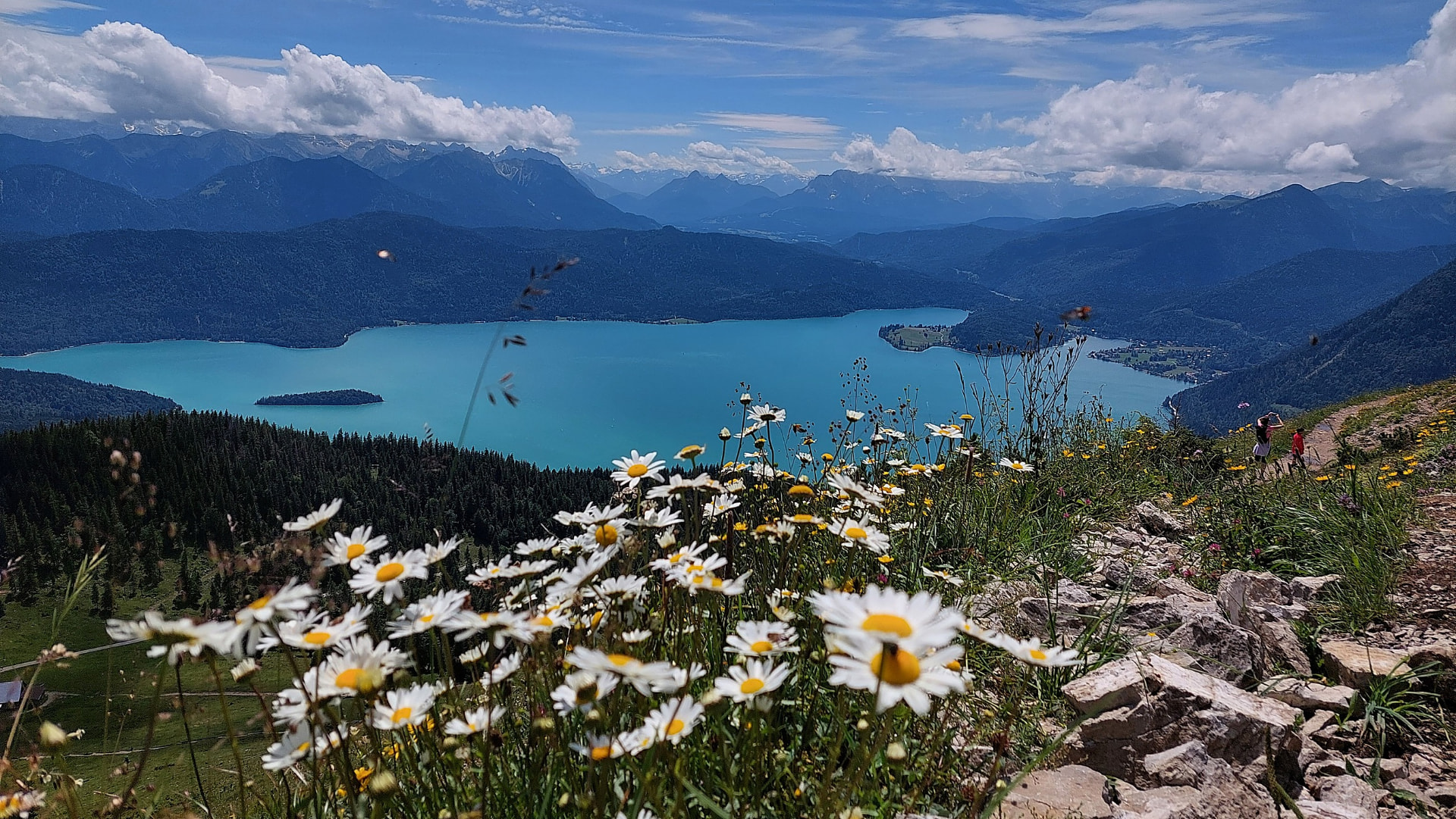 Lake Walchensee with turquoise water, daisies in the foreground and the Alps in the background