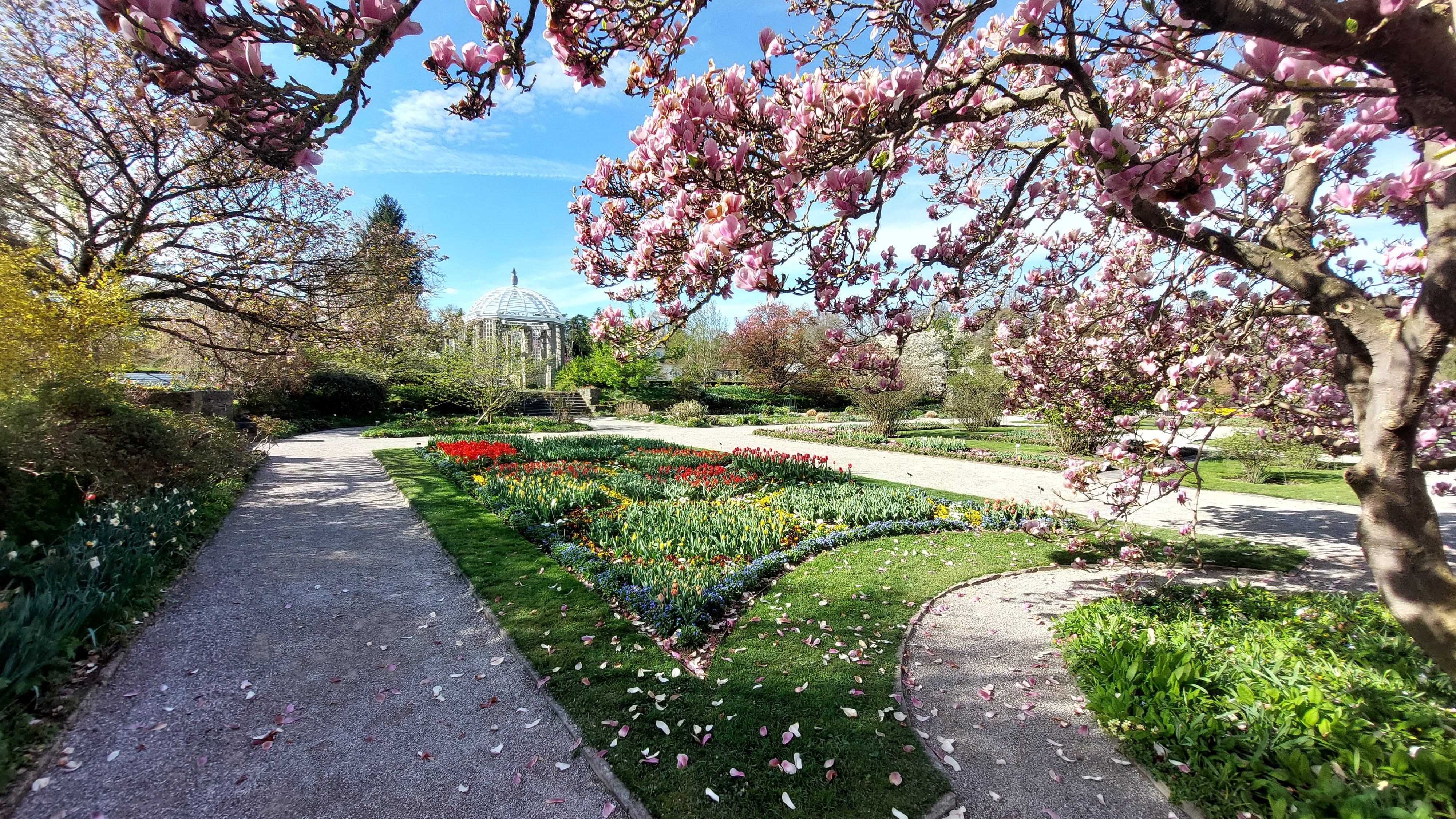 Štrkový chodník cez botanickú záhradu na jar, lemovaný rozkvitnutými ružovými magnóliami, so záhonmi tulipánov a kupolovitým pavilónom v pozadí.